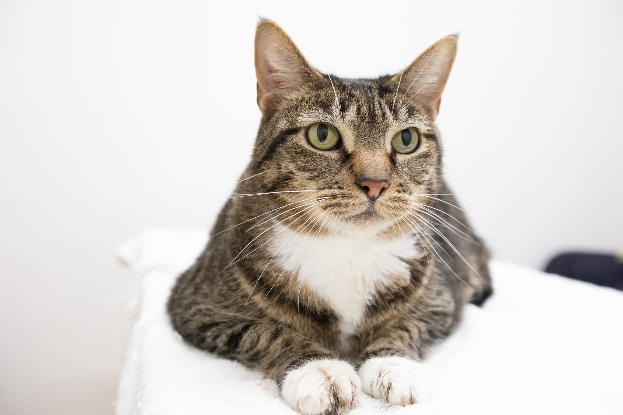 Enlarge Hula, a ADOPTABLE Domestic Short Hair in Montclair, NJ image 6/6