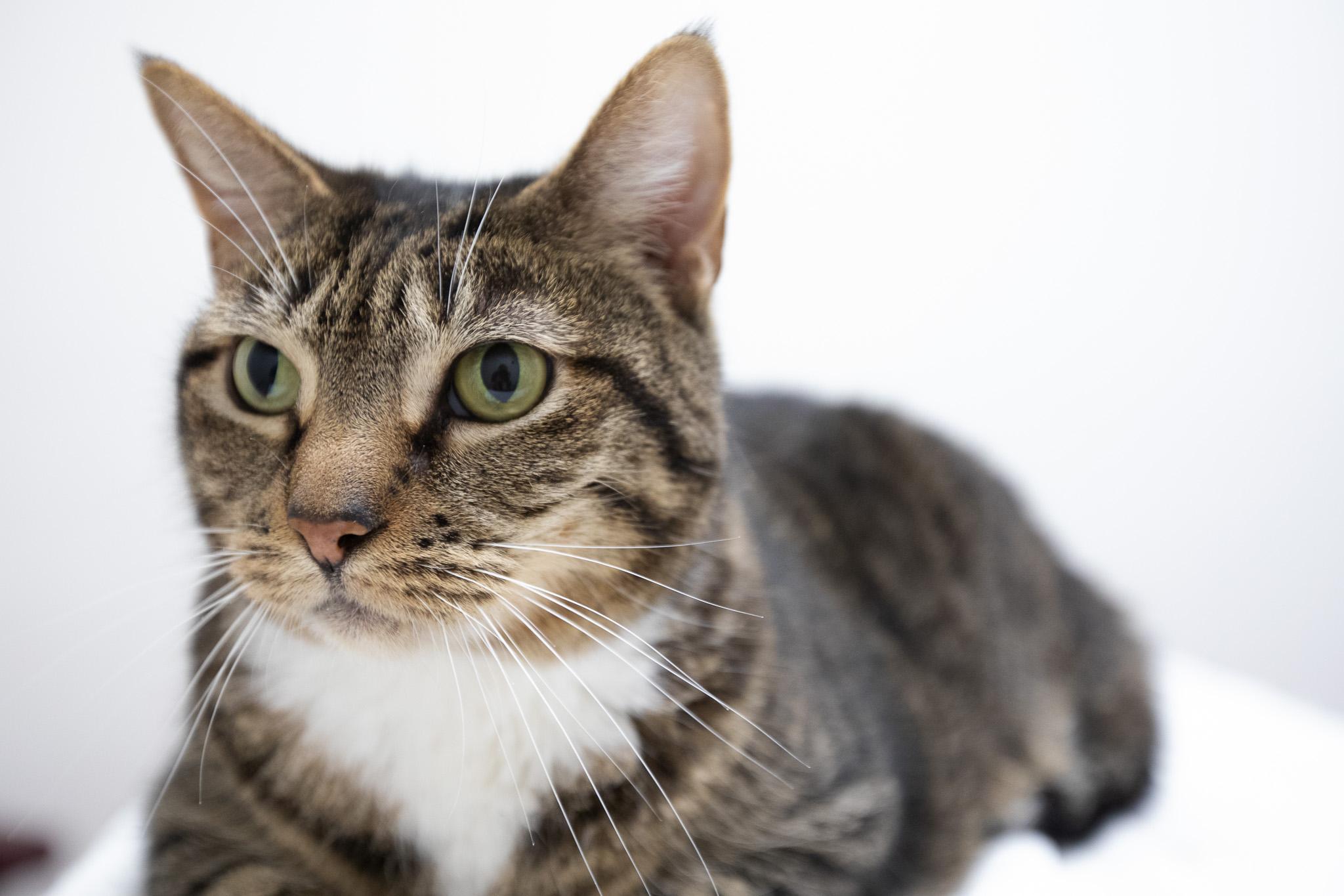 Enlarge Hula, a ADOPTABLE Domestic Short Hair in Montclair, NJ image 4/6