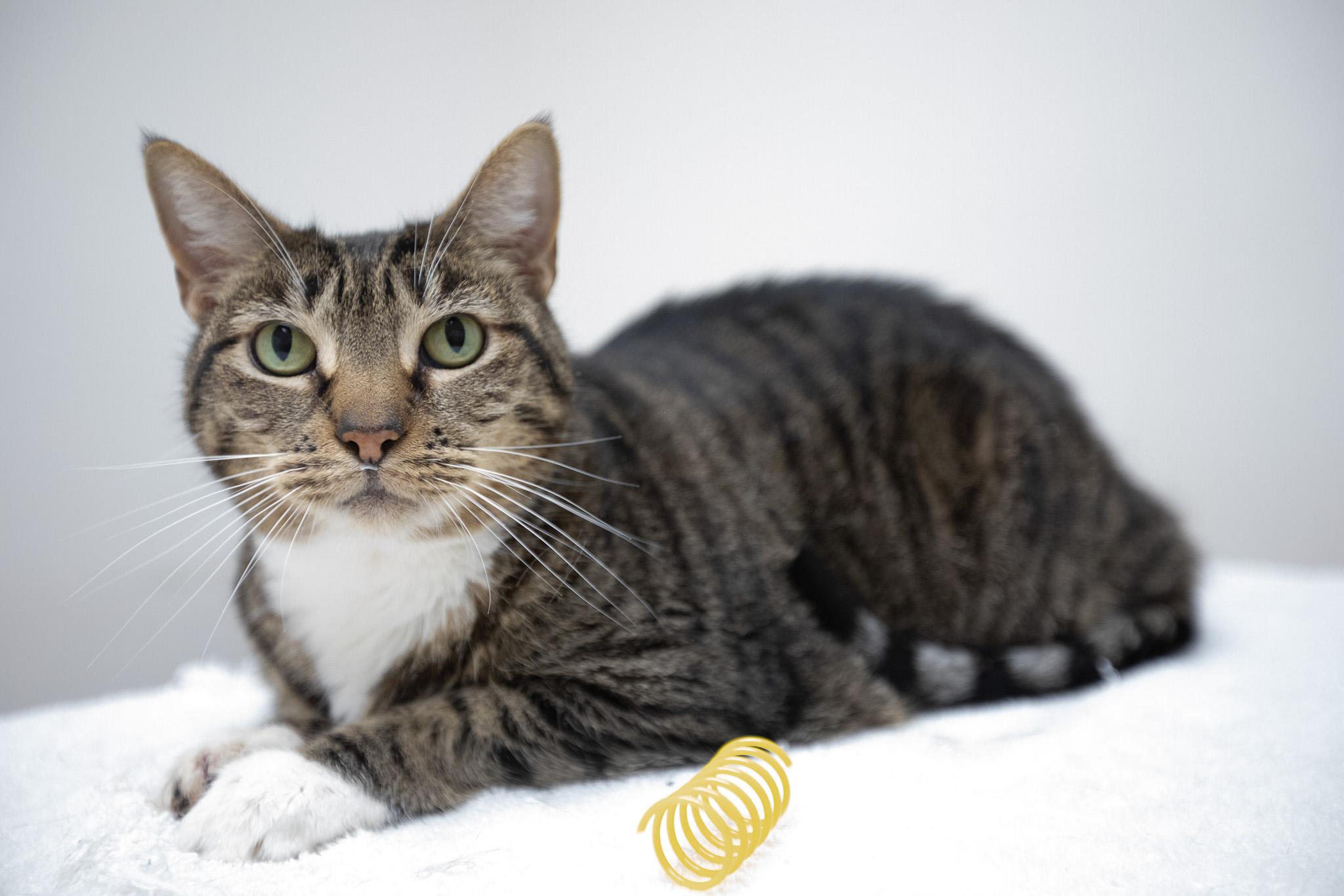 Enlarge Hula, a ADOPTABLE Domestic Short Hair in Montclair, NJ image 3/6