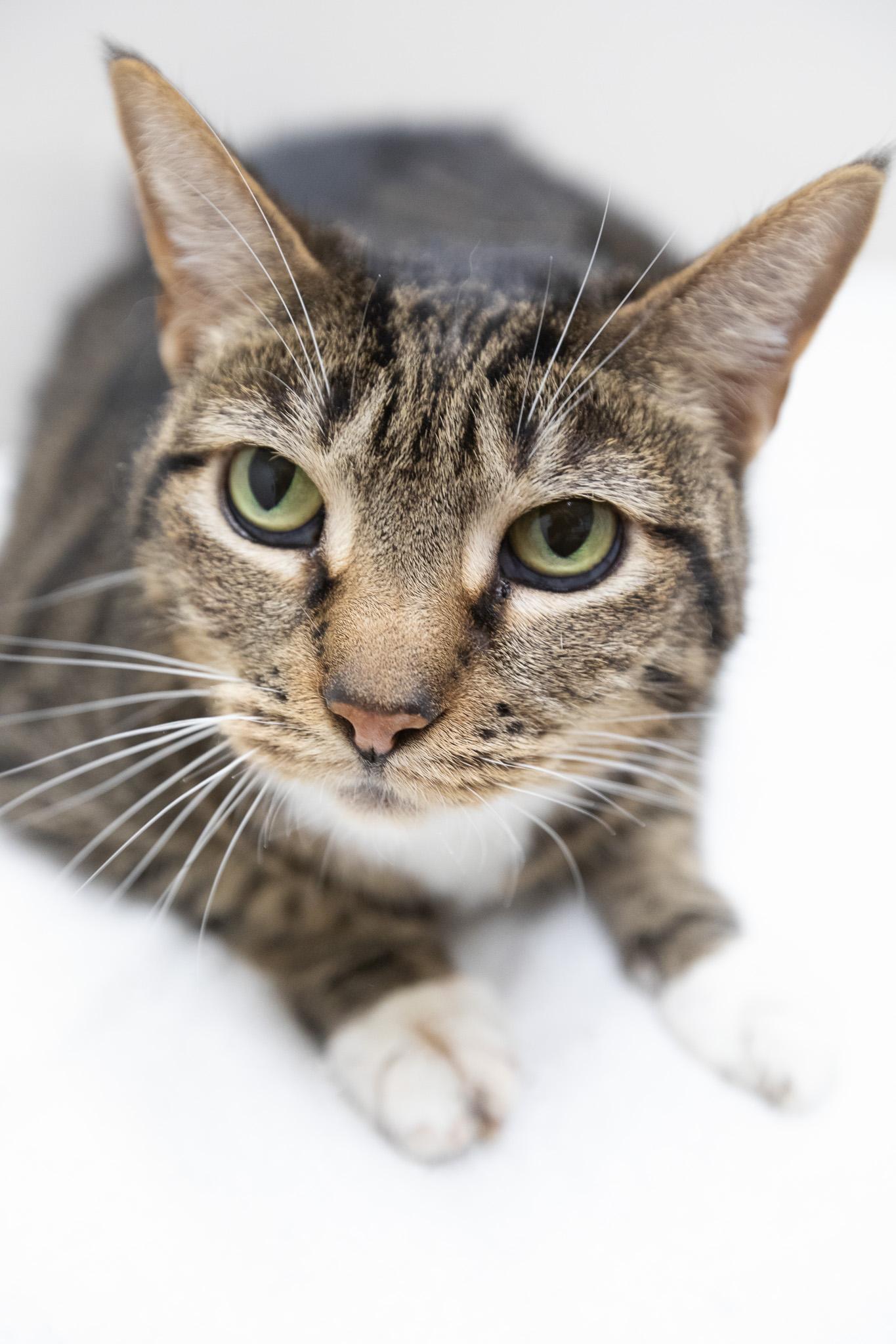 Enlarge Hula, a ADOPTABLE Domestic Short Hair in Montclair, NJ image 1/6