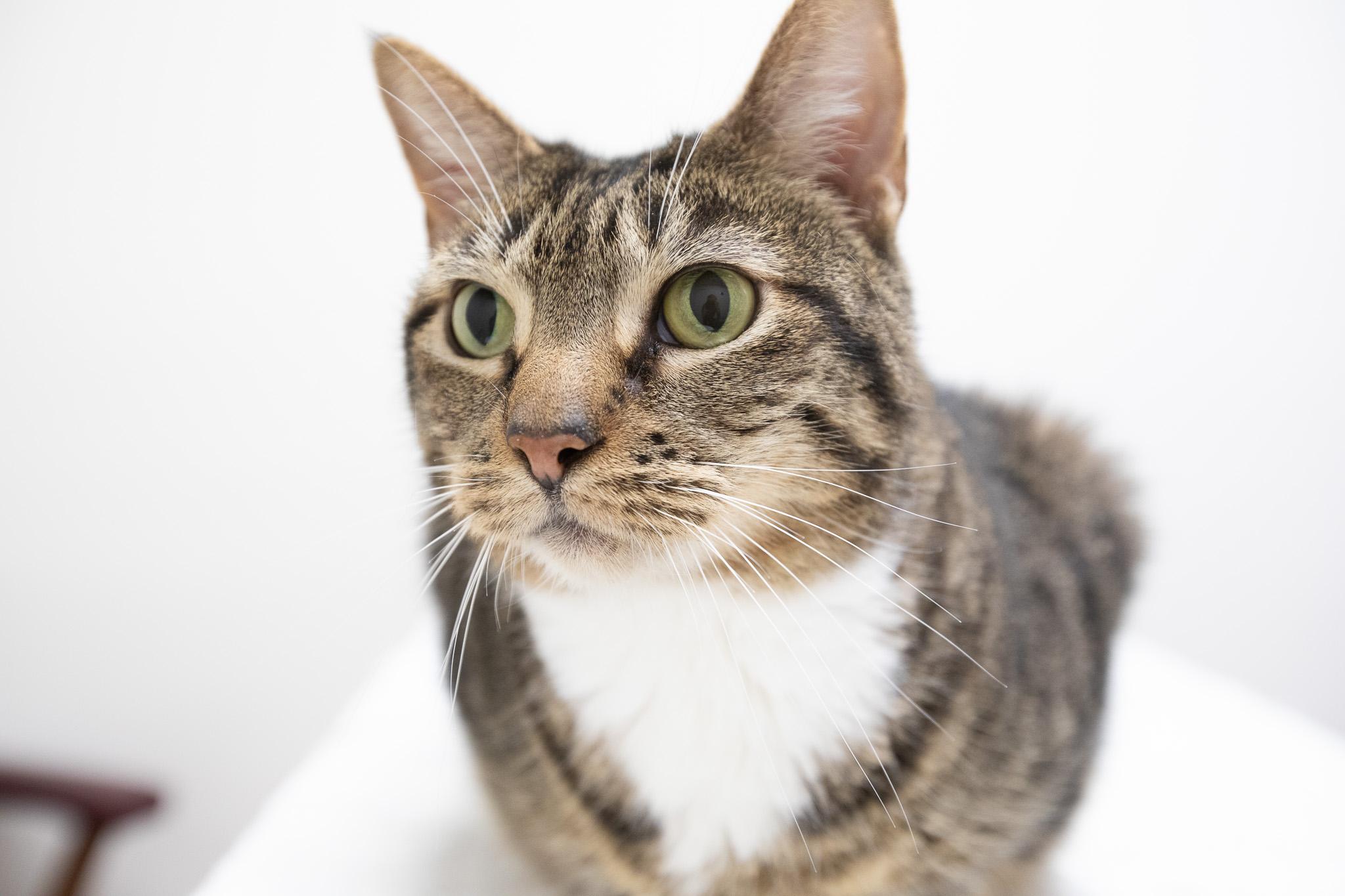 Enlarge Hula, a ADOPTABLE Domestic Short Hair in Montclair, NJ image 2/6