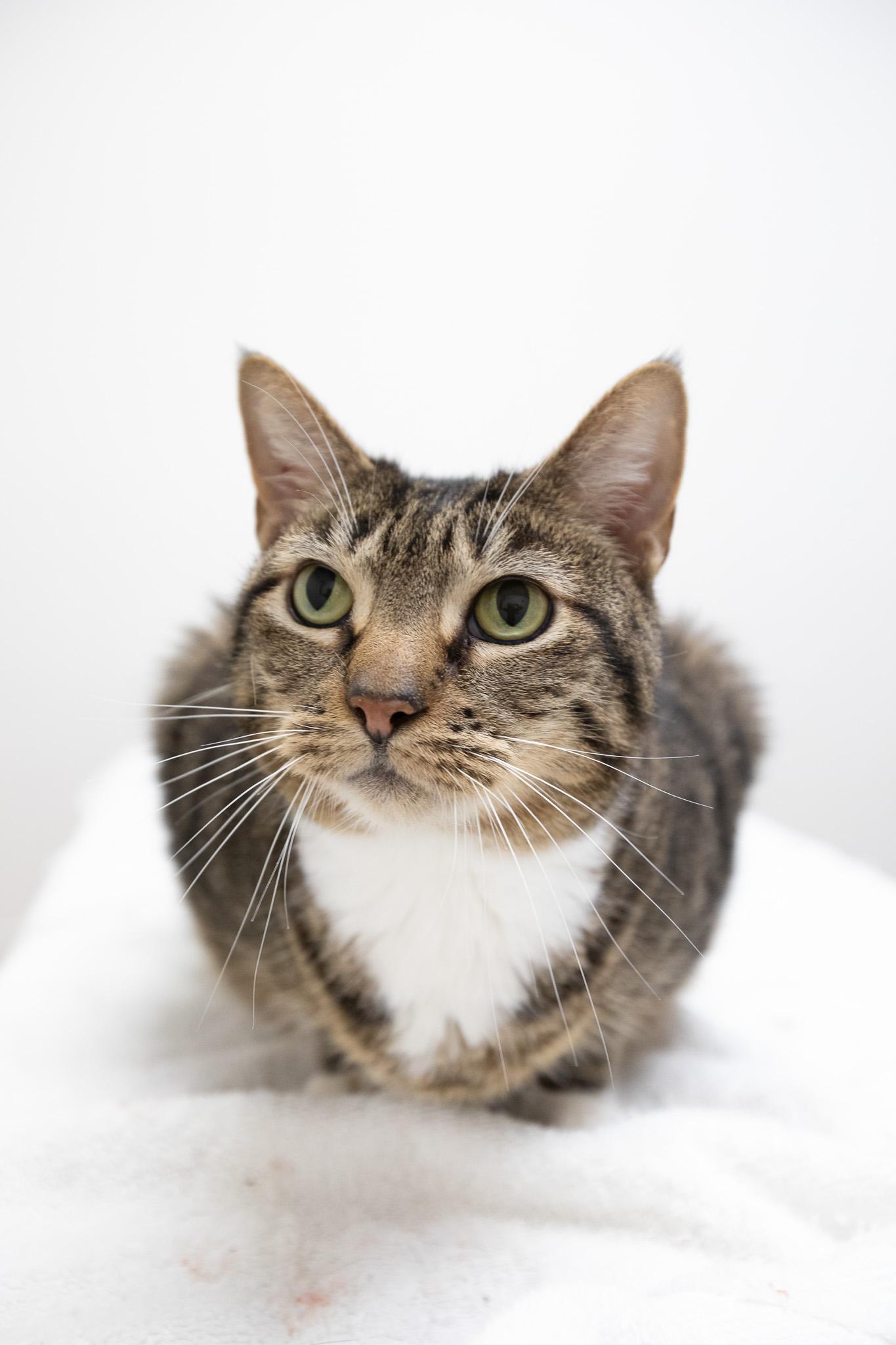 Enlarge Hula, a ADOPTABLE Domestic Short Hair in Montclair, NJ image 5/6
