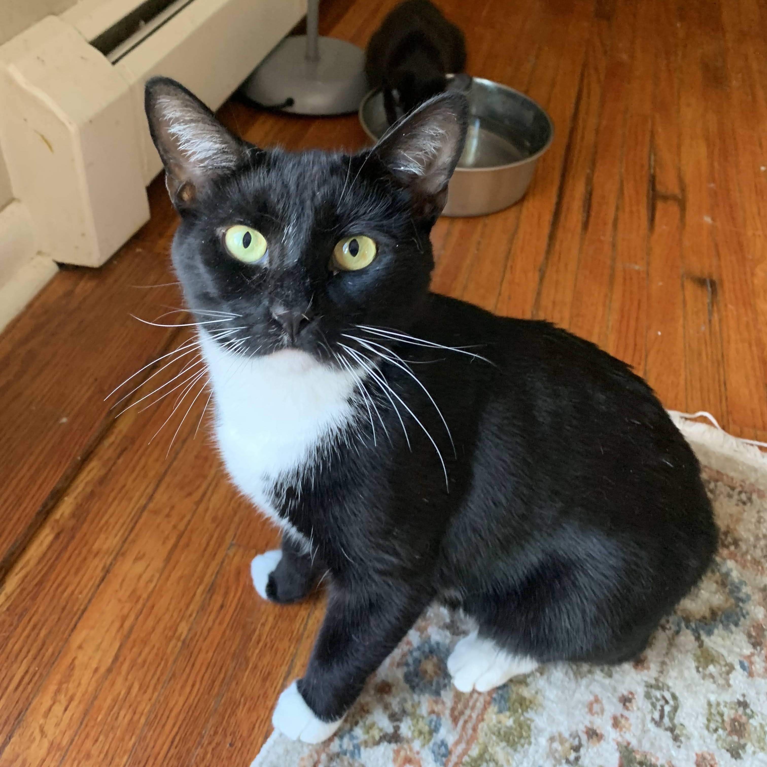 Enlarge Cliff & Jackson, a Adoptable Domestic Short Hair in Buffalo, NY image 3/3