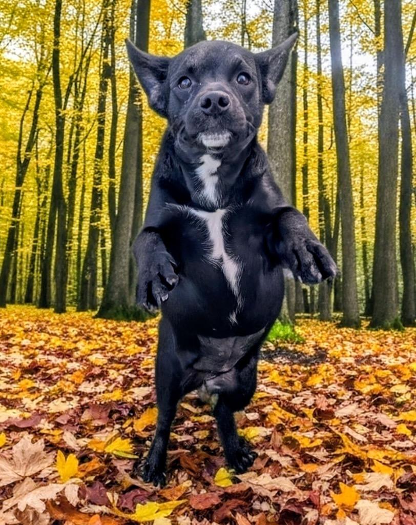 Chai-9 mo puppy!, Adoptable, Young Female French Bulldog & Boston Terrier.