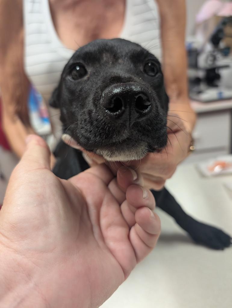 Enlarge Chai-7 mo puppy!, a Adoptable mixed breed in Fort Myers, FL image 1/1