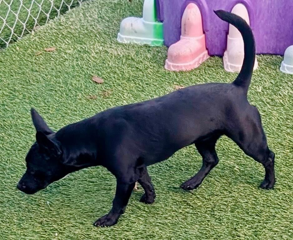 Enlarge Chai-9 mo puppy!, a Adoptable mixed breed in Fort Myers, FL image 2/5