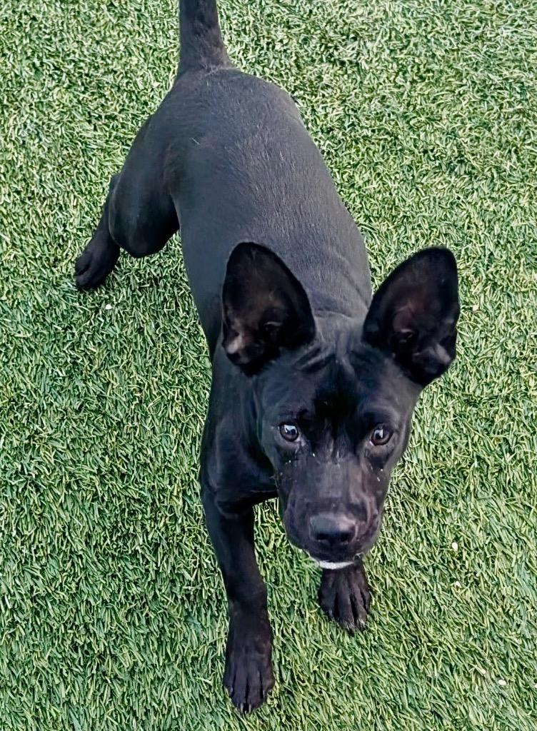 Enlarge Chai-9 mo puppy!, a Adoptable mixed breed in Fort Myers, FL image 4/5