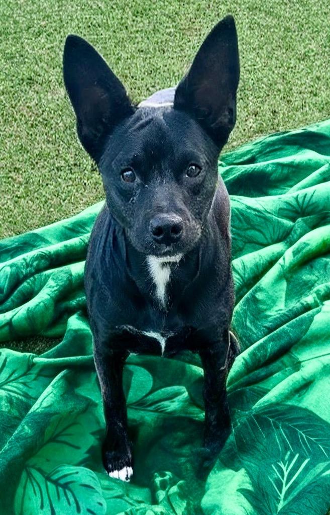 Enlarge Chai-9 mo puppy!, a Adoptable mixed breed in Fort Myers, FL image 5/5