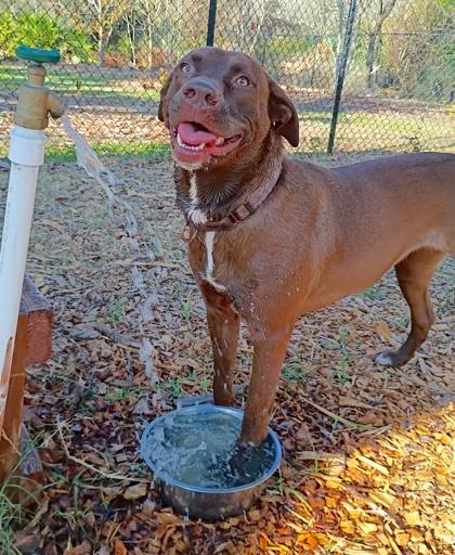 Enlarge Betsy, a Adoptable mixed breed in Palm Coast, FL image 1/3