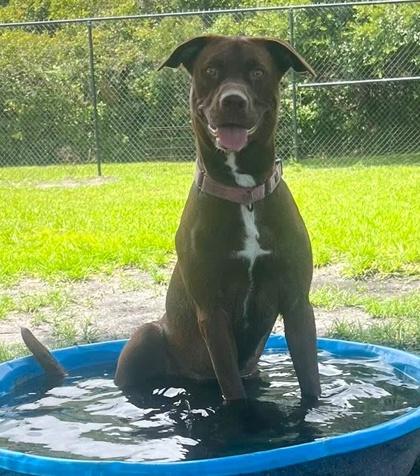 Betsy, Adoptable, Adult Female Labrador Retriever & Mixed Breed.