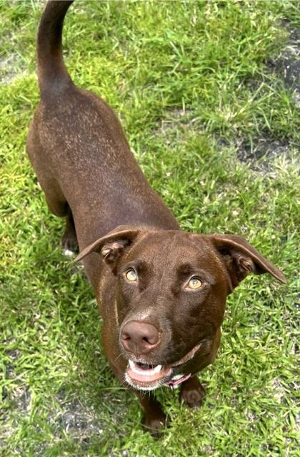 Betsy, Adoptable, Adult Female Labrador Retriever & Mixed Breed.