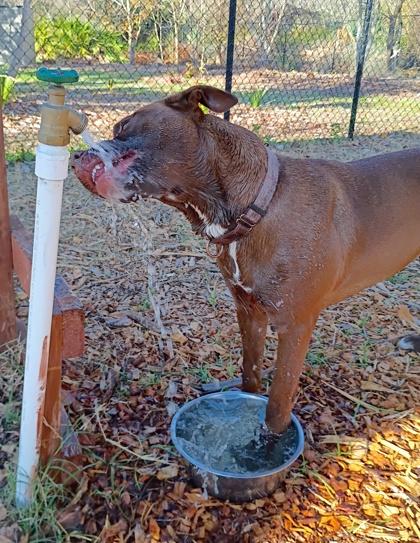 Enlarge Betsy, a Adoptable mixed breed in Palm Coast, FL image 3/3