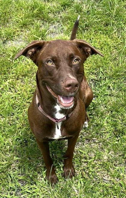 Enlarge Betsy, a Adoptable mixed breed in Palm Coast, FL image 3/3
