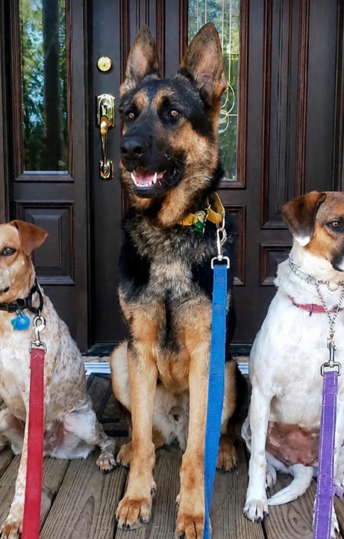 Zeke, ADOPTABLE, Young Male German Shepherd Dog.