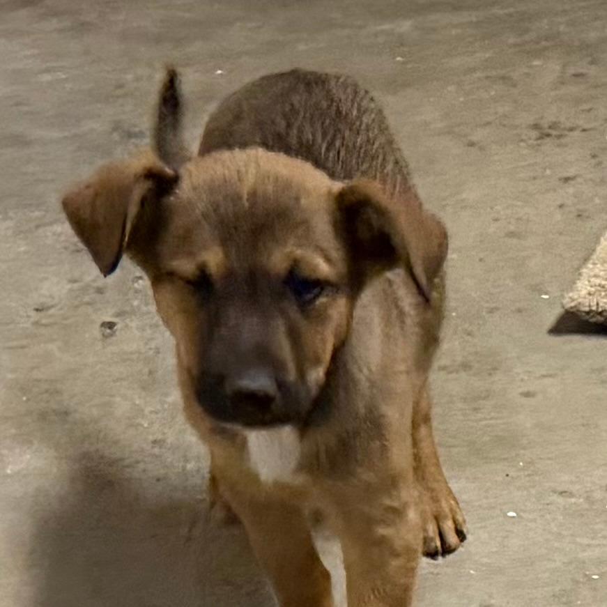 BamBam, Adoptable, Puppy Male Shepherd & Border Collie.