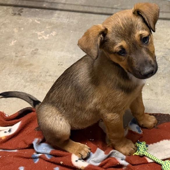 Enlarge BamBam, a Adoptable mixed breed in Ennis, TX image 3/3