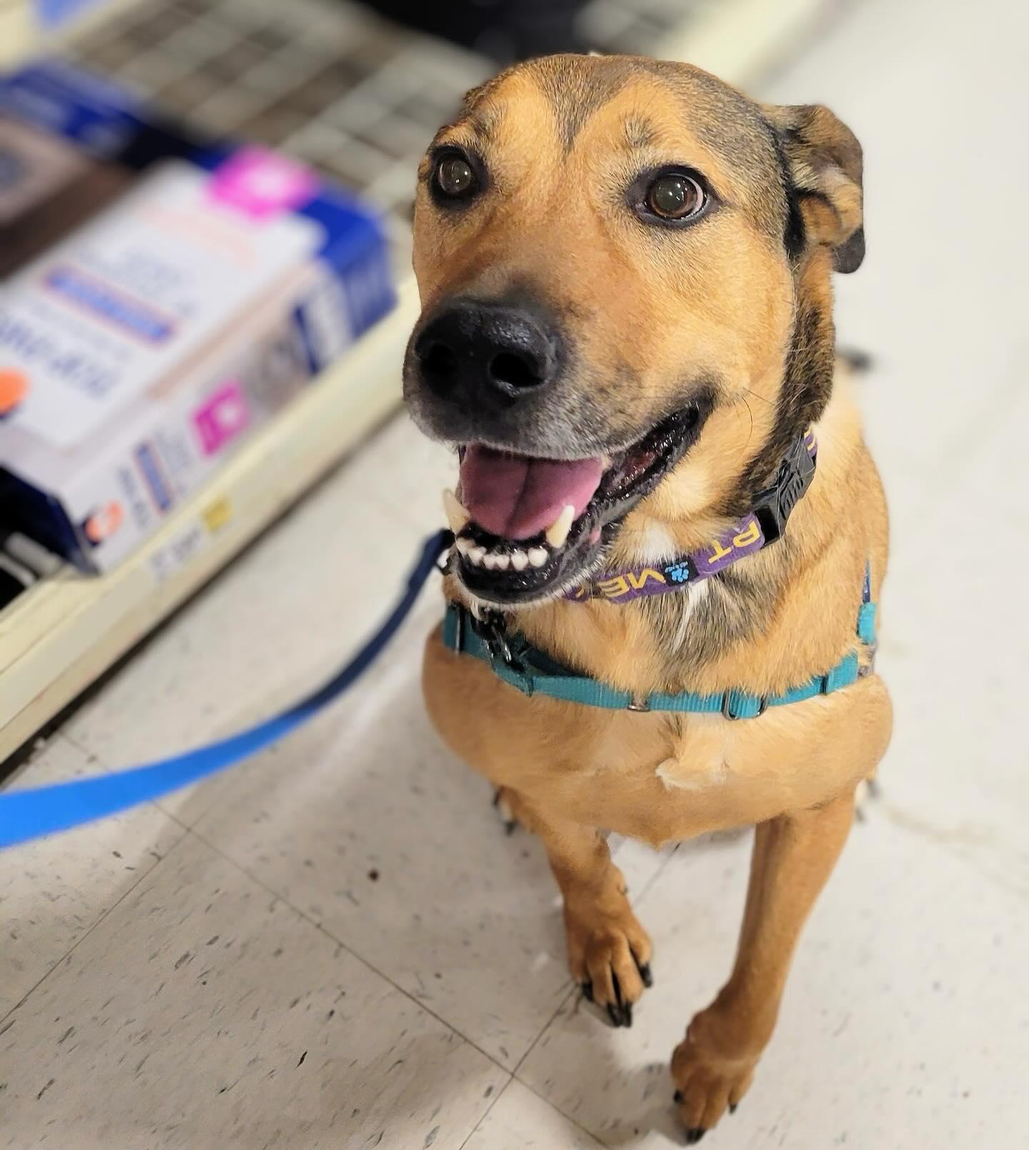 Beckham, a Adoptable mixed breed in Raleigh, NC image 2/6