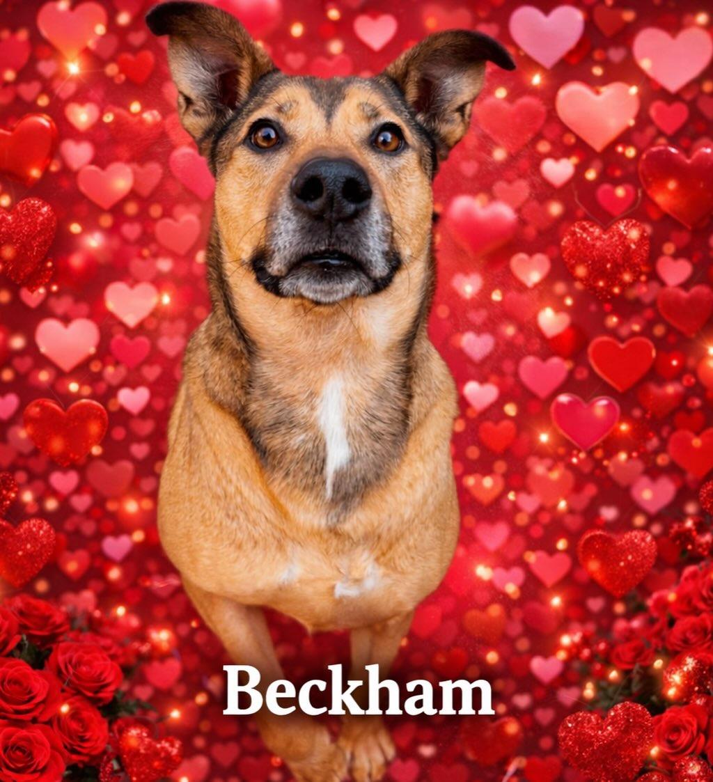 Beckham, Adoptable, Adult Male Labrador Retriever & Terrier.