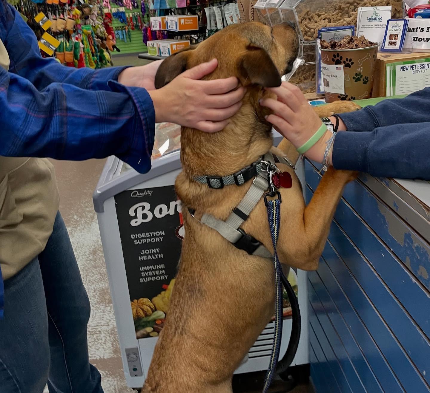 Beckham, a Adoptable mixed breed in Raleigh, NC image 4/6