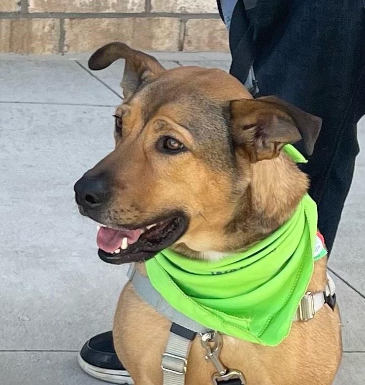 Beckham, Adult Male Labrador Retriever