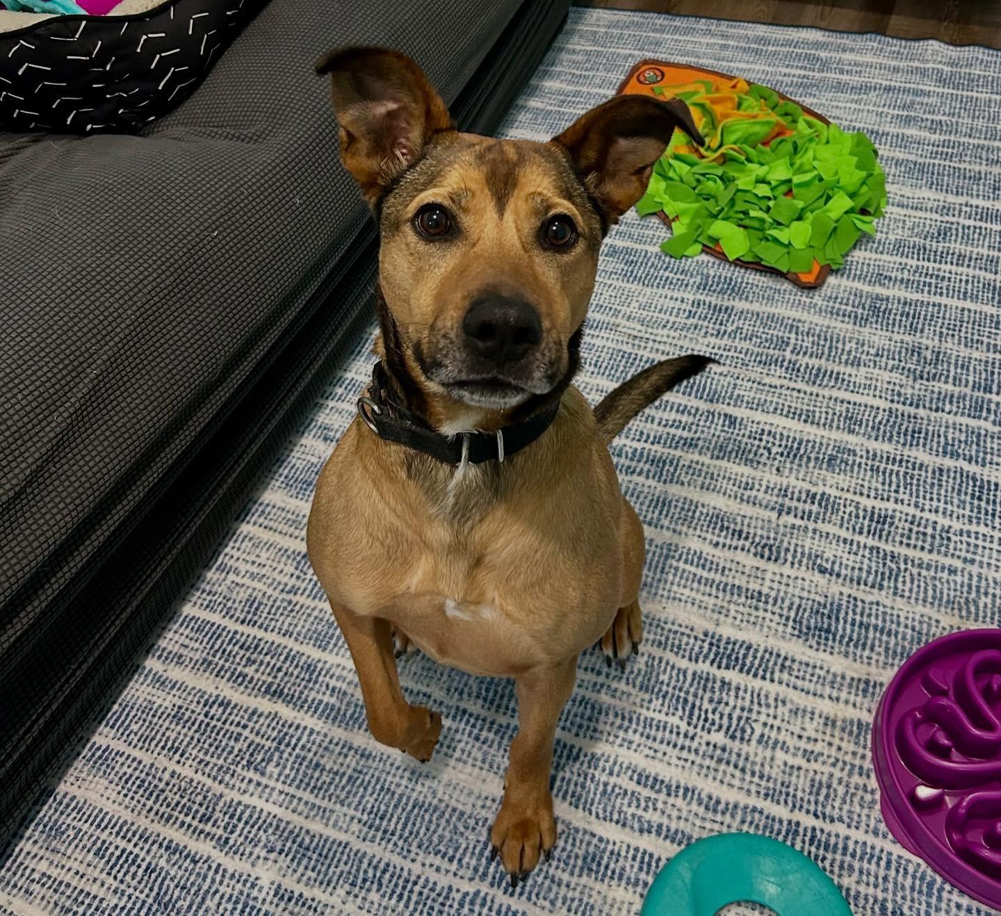 Beckham, a Adoptable mixed breed in Raleigh, NC image 5/6