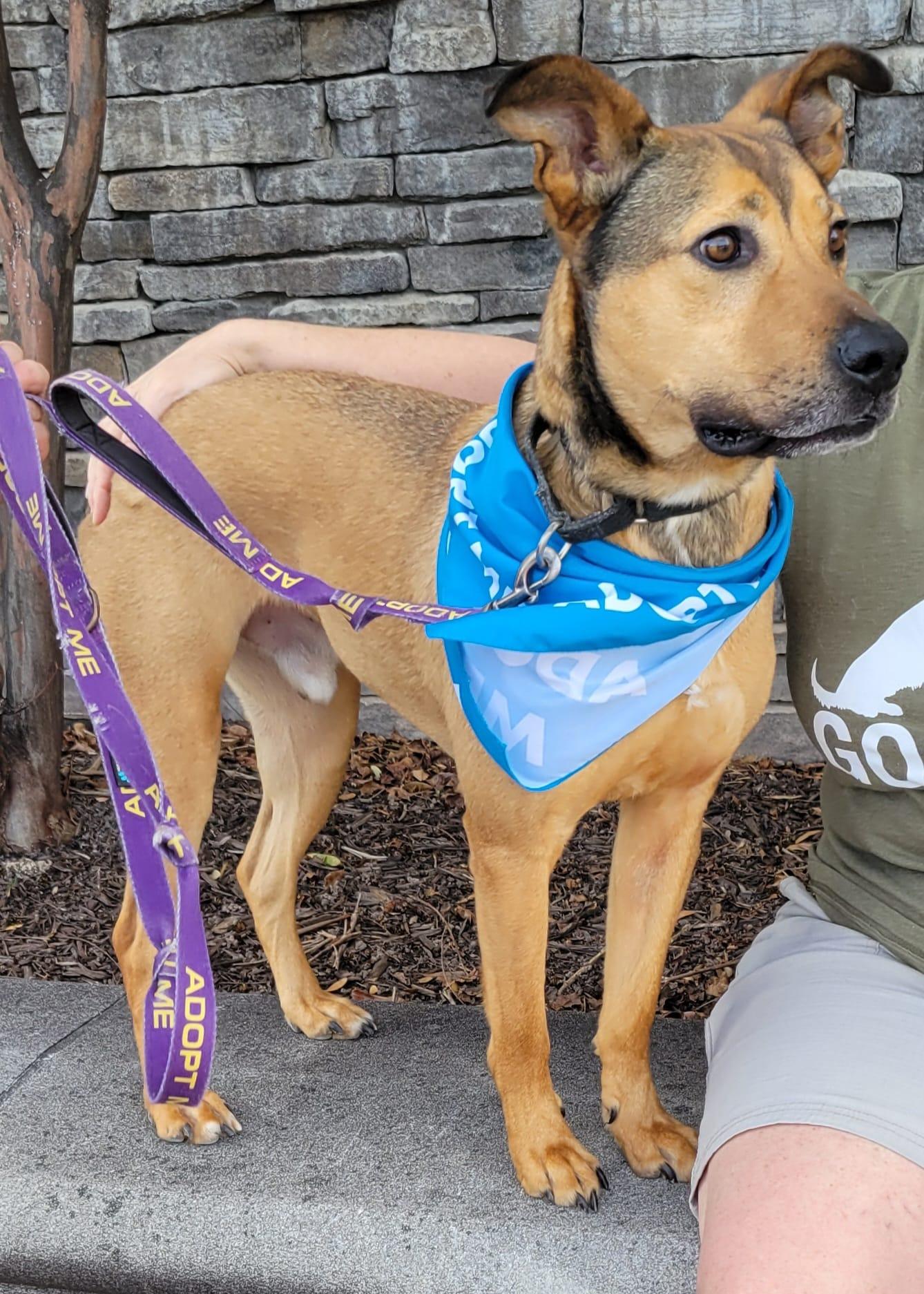 Beckham, an adoptable Labrador Retriever, Terrier in Raleigh, NC, 27675 | Photo Image 3