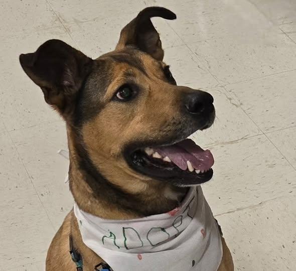 Beckham, a Adoptable mixed breed in Raleigh, NC image 3/6