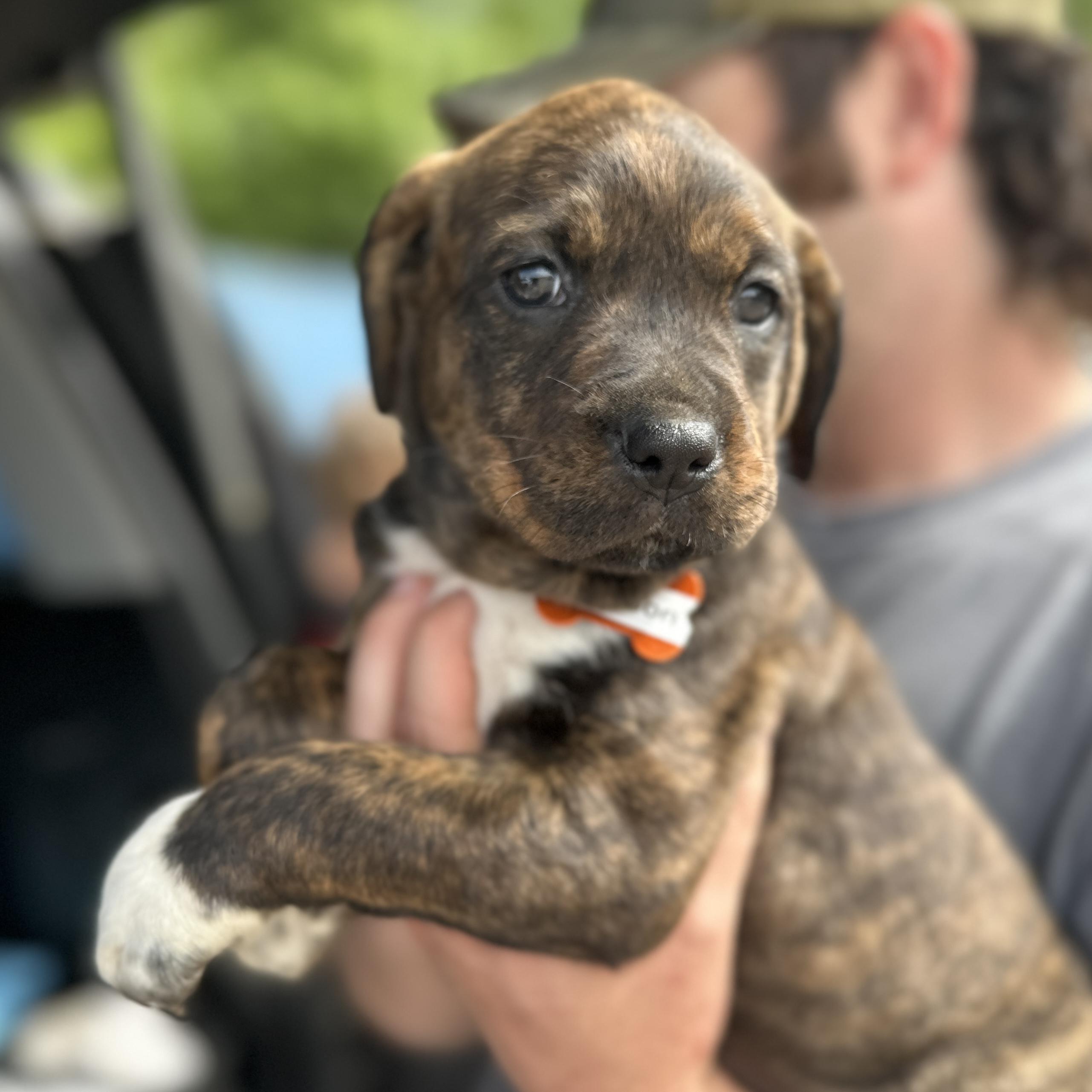 Enlarge Madison, an adopted mixed breed in Boothbay, ME image 1/4