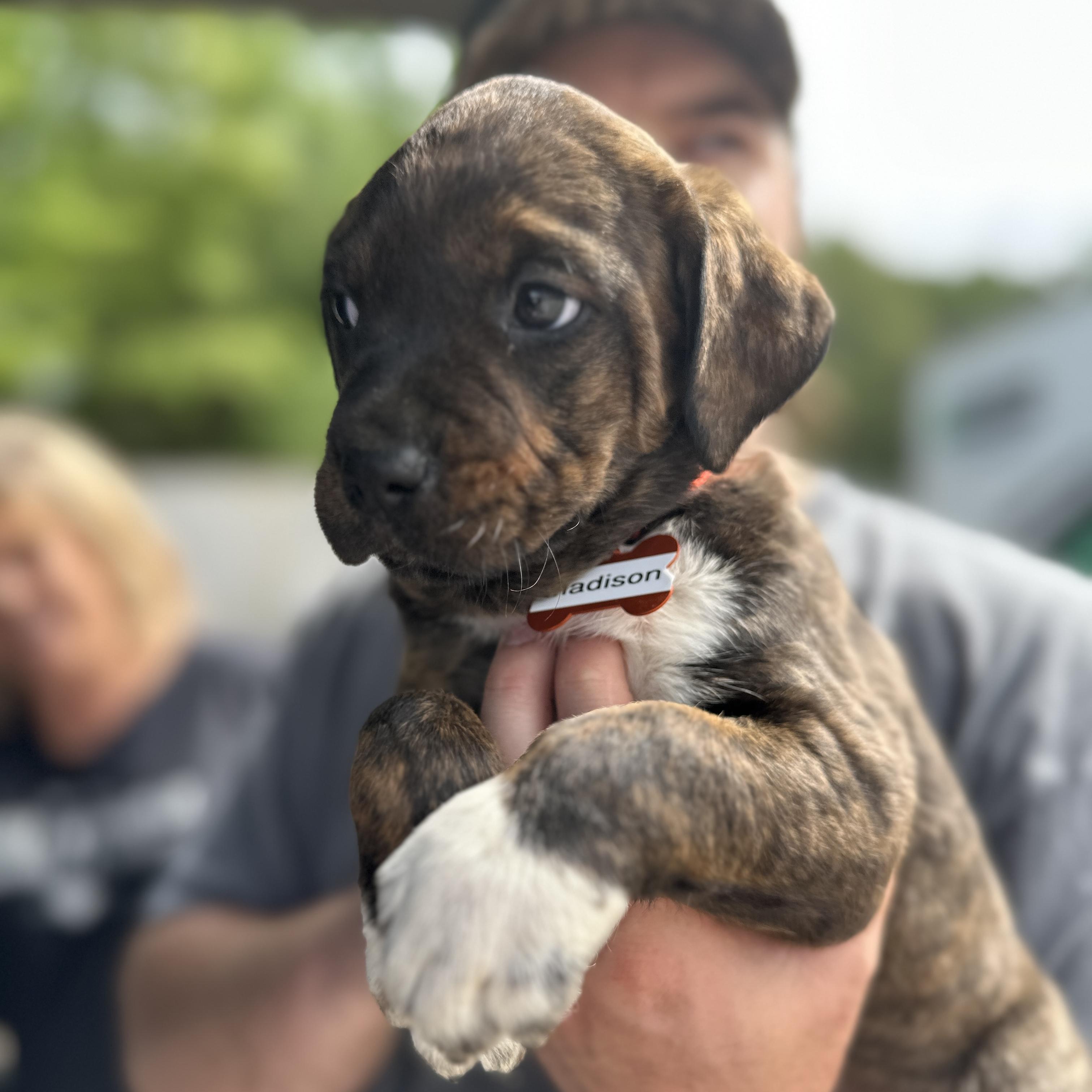 Enlarge Madison, an adopted mixed breed in Boothbay, ME image 3/4