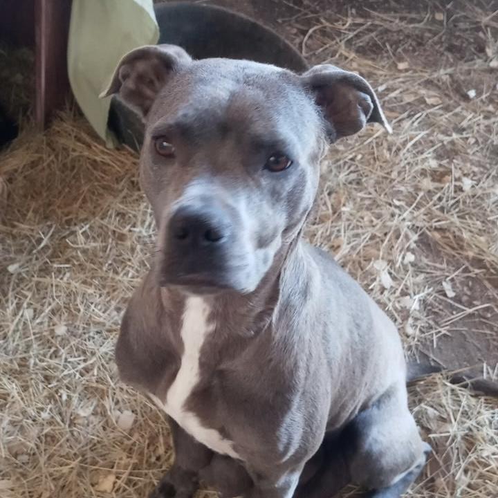 Enlarge Madison, an adopted mixed breed in Boothbay, ME image 4/4