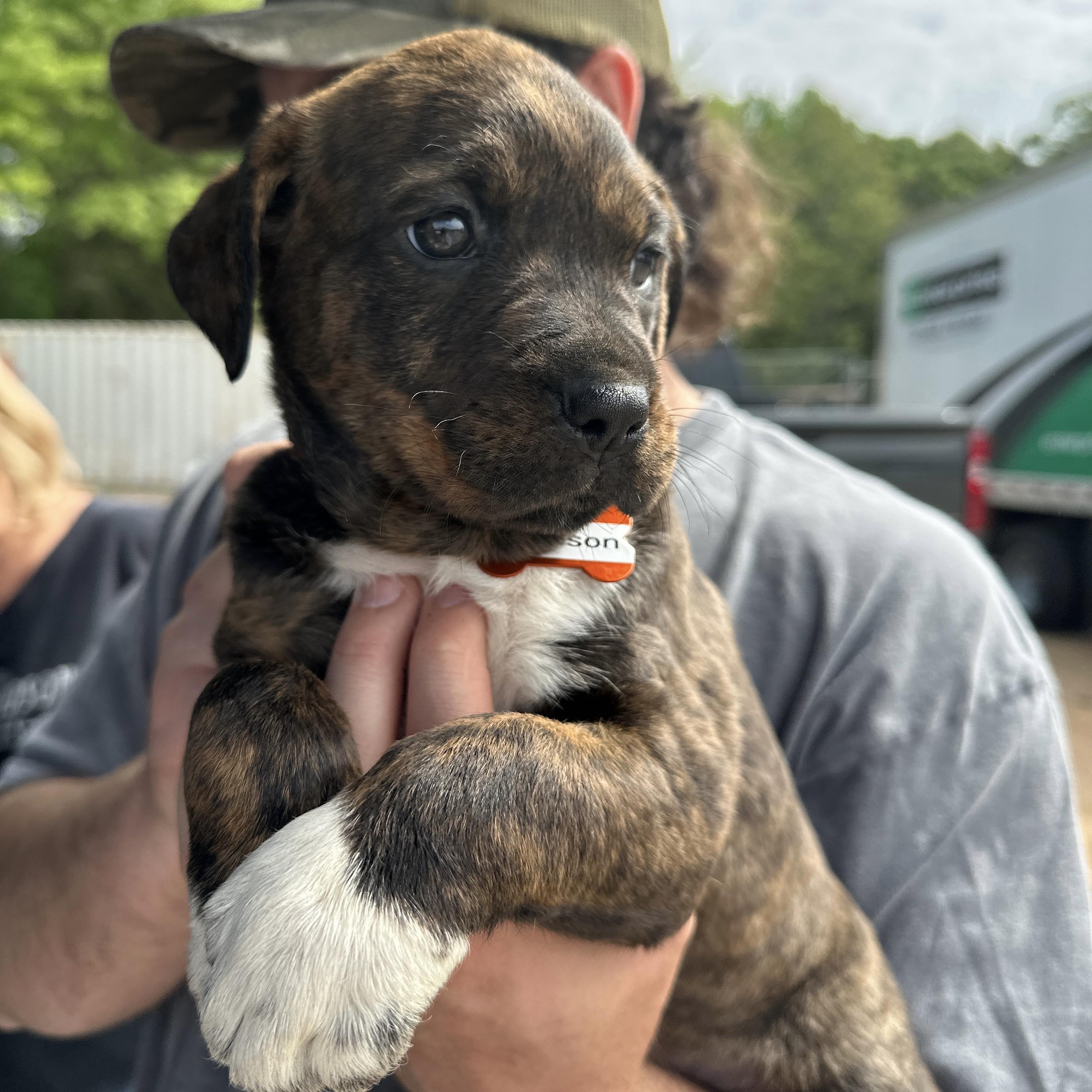 Enlarge Madison, an adopted mixed breed in Boothbay, ME image 2/4
