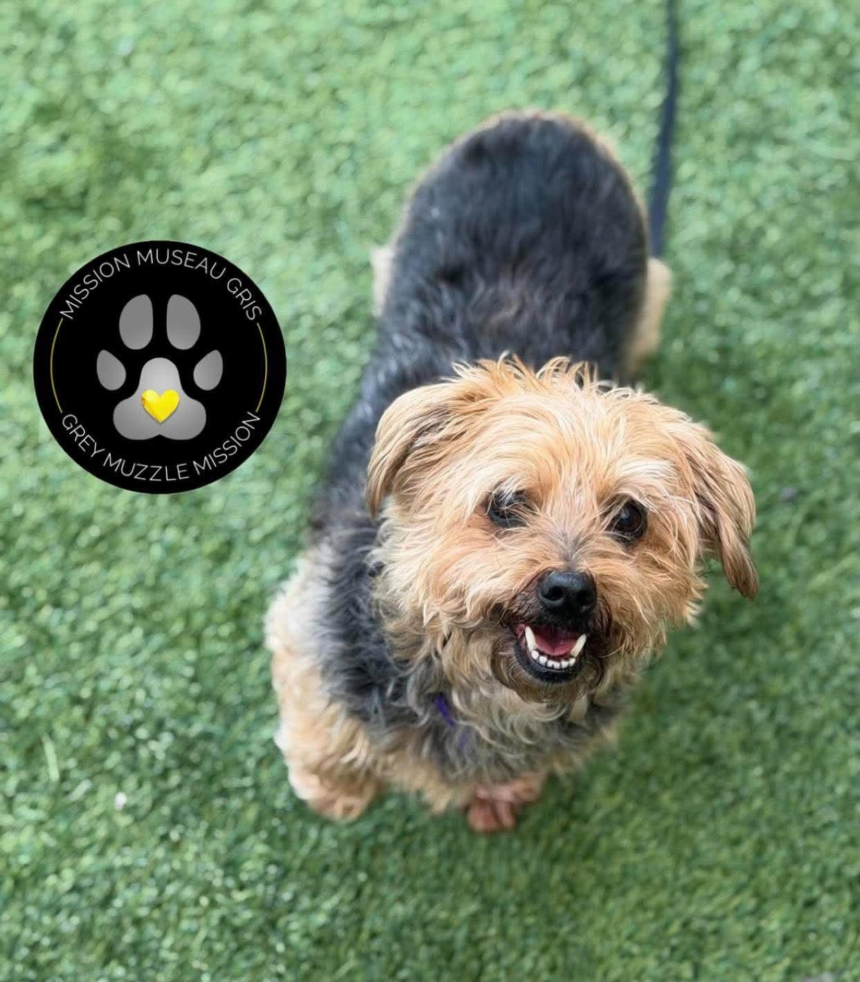 Enlarge Jack, a Adoptable mixed breed in Delson, QC image 1/1