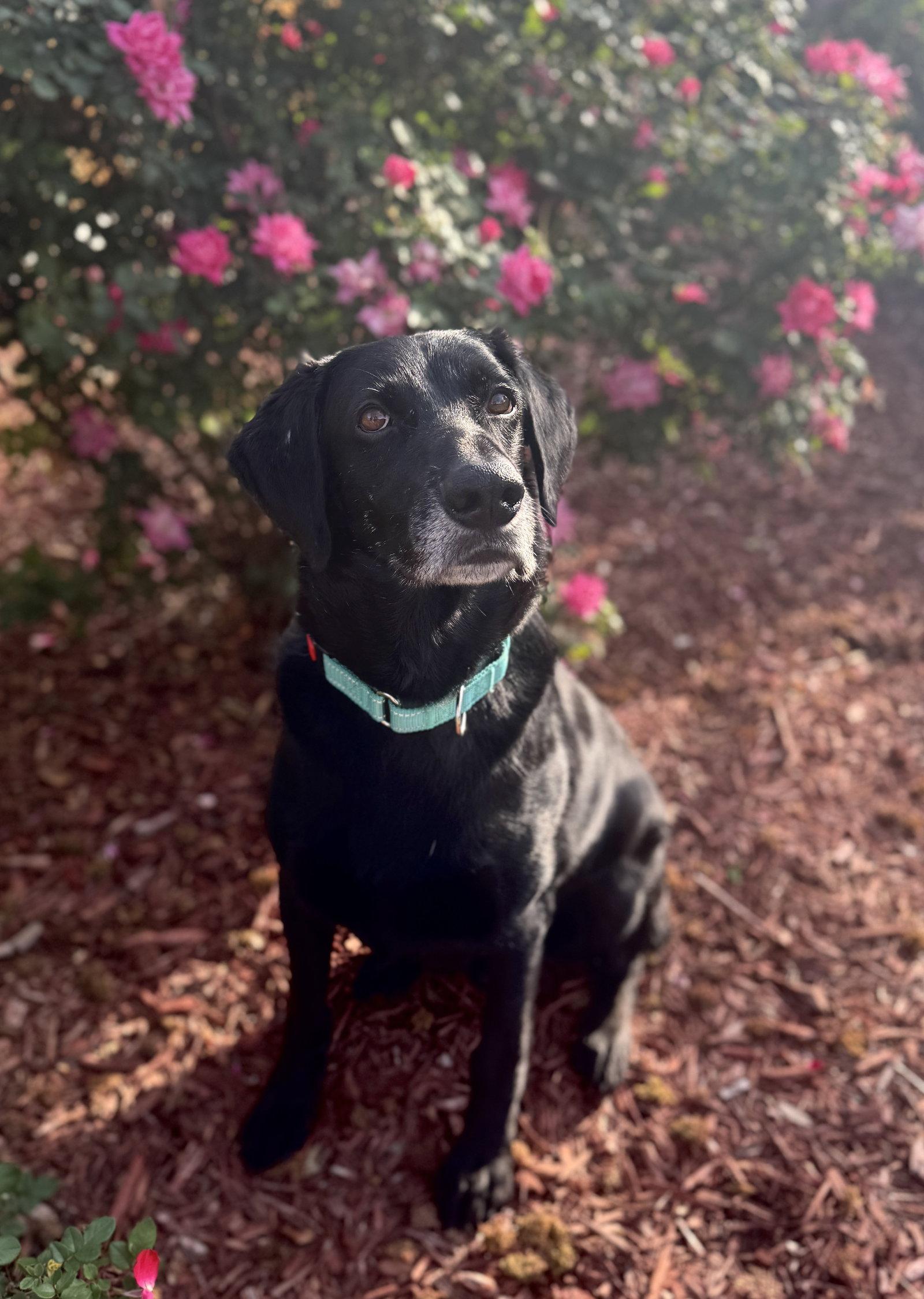 King Arthur, Adoptable, Senior Male Labrador Retriever.