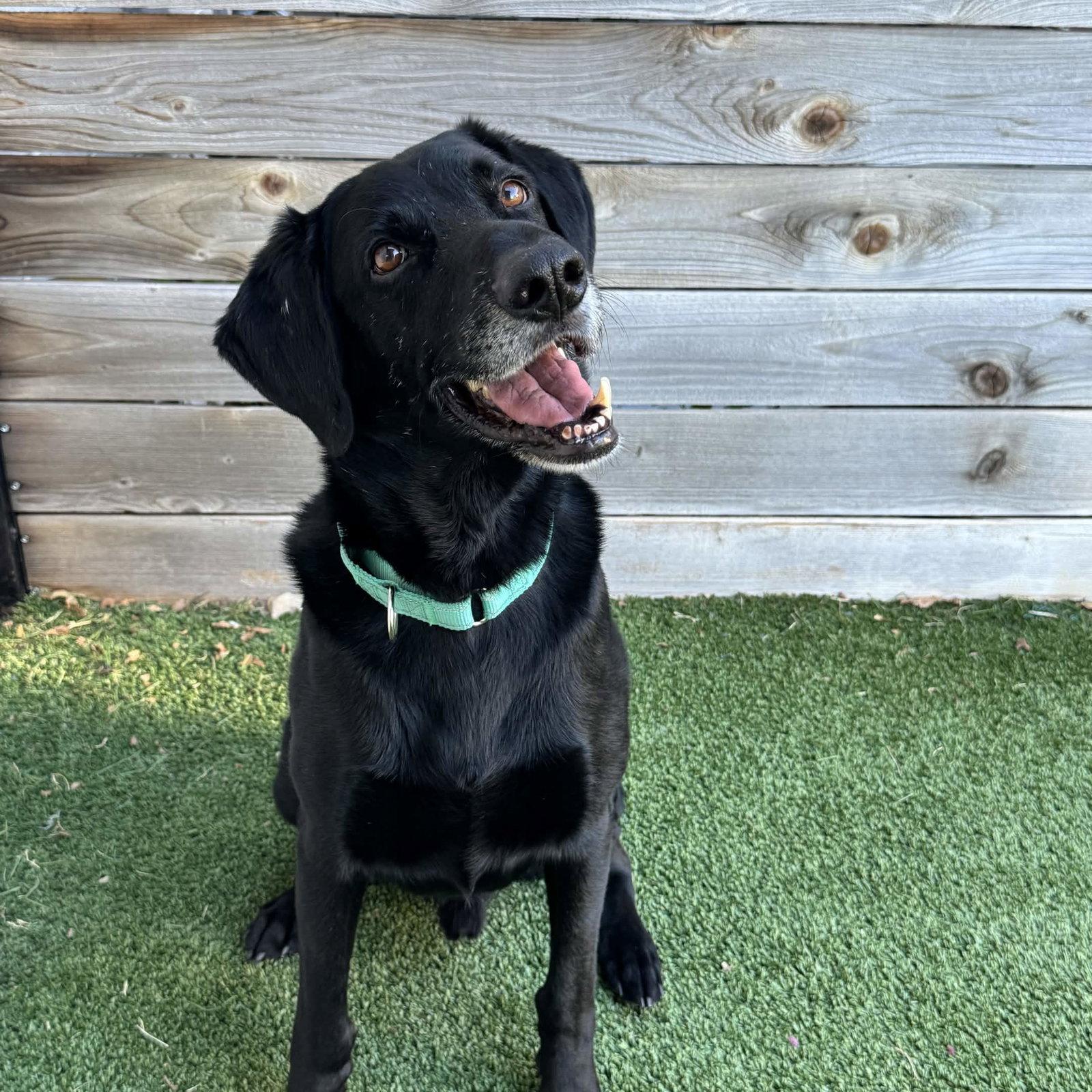 King Arthur, Adoptable, Senior Male Labrador Retriever.