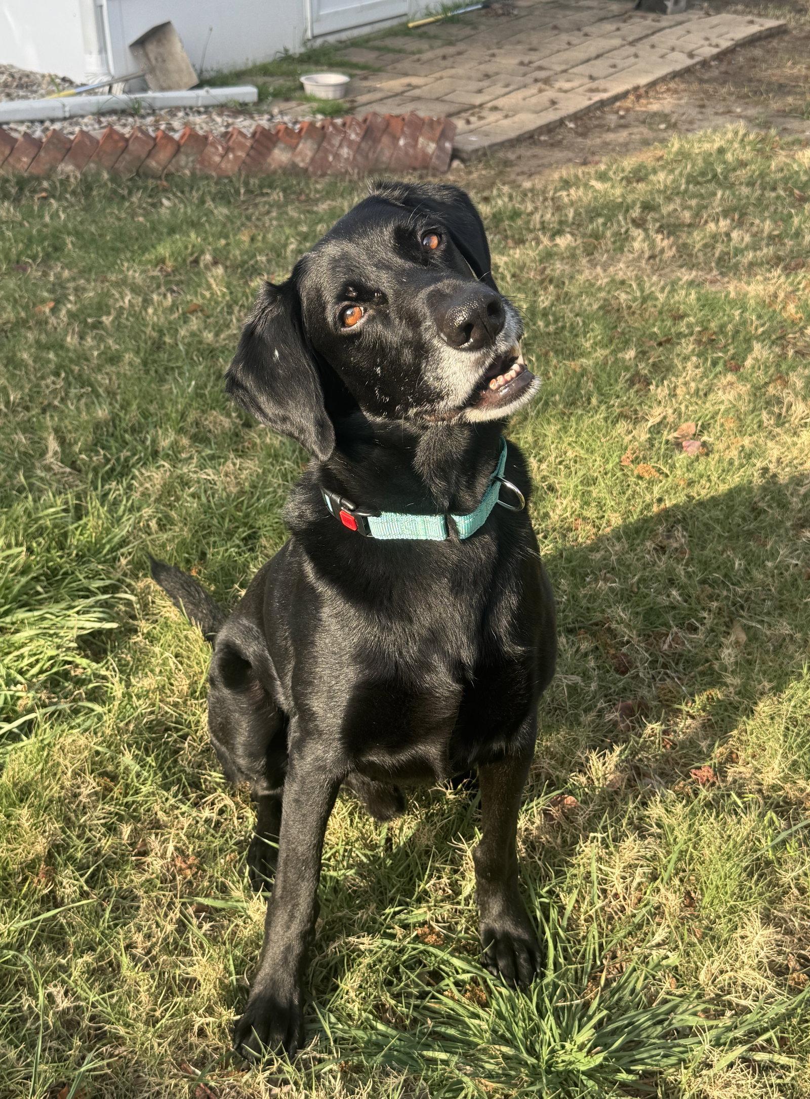 Enlarge King Arthur, a Adoptable Labrador Retriever in Fort Worth, TX image 2/2