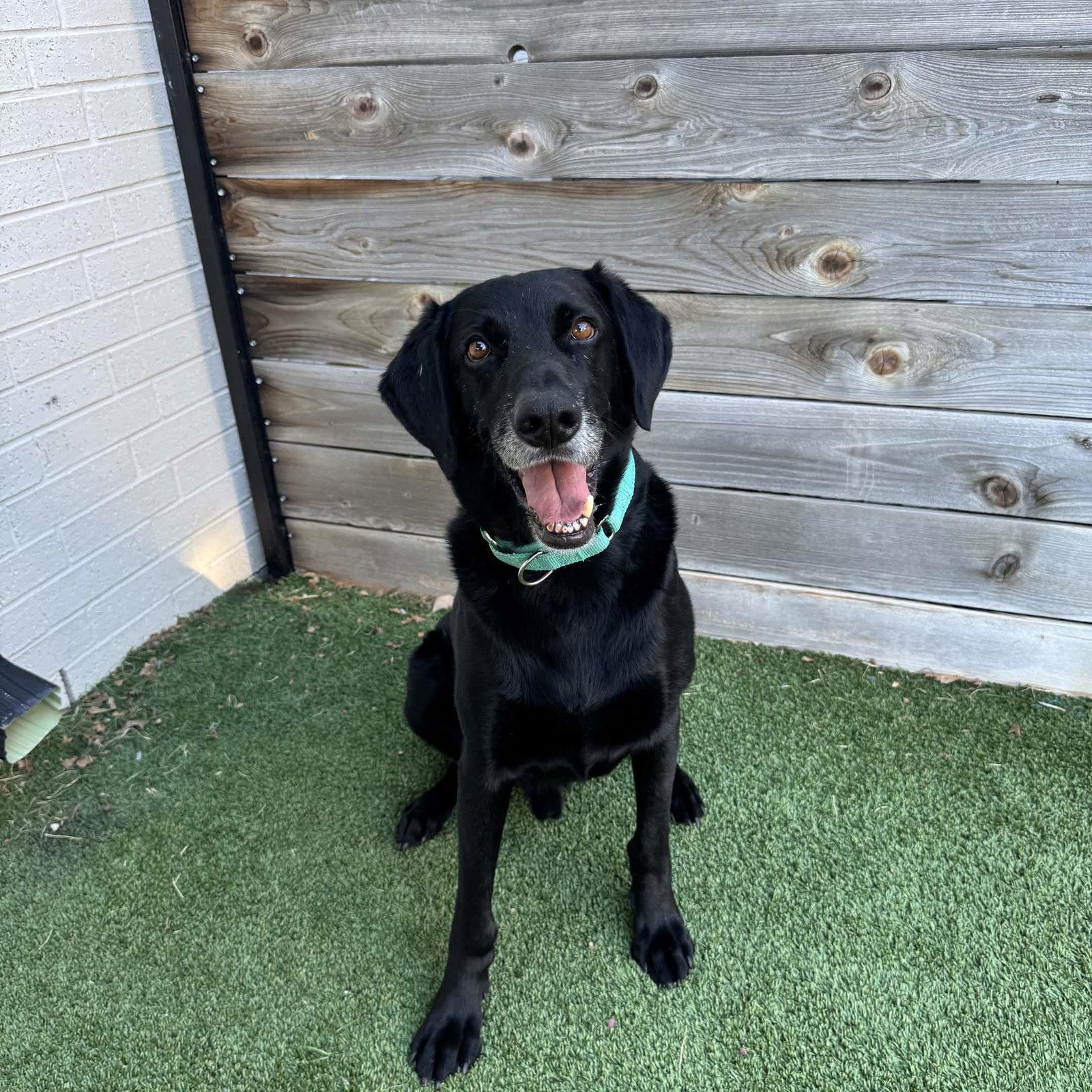 Enlarge King Arthur, a Adoptable Labrador Retriever in Fort Worth, TX image 2/3