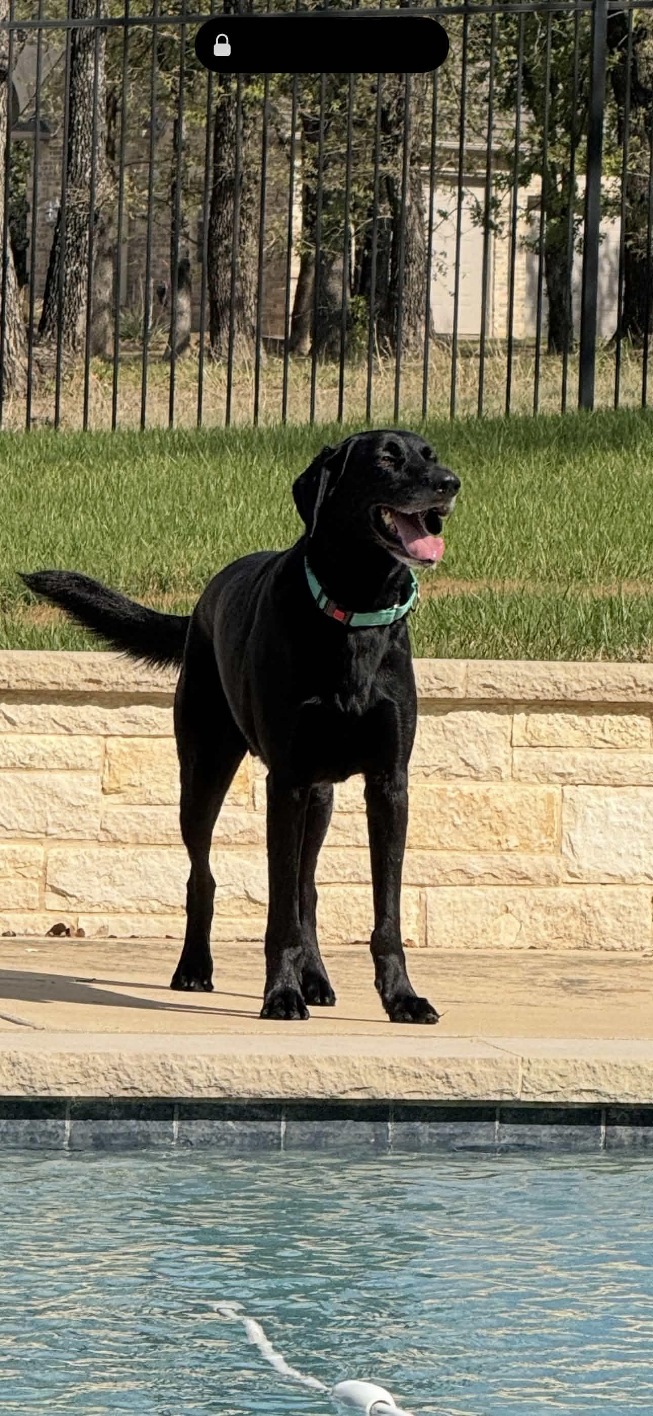Enlarge King Arthur, a Adoptable Labrador Retriever in Fort Worth, TX image 3/3