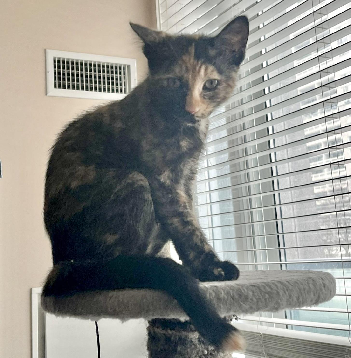 Enlarge Genevieve, a Adoptable mixed breed in Woodbridge, ON image 4/6