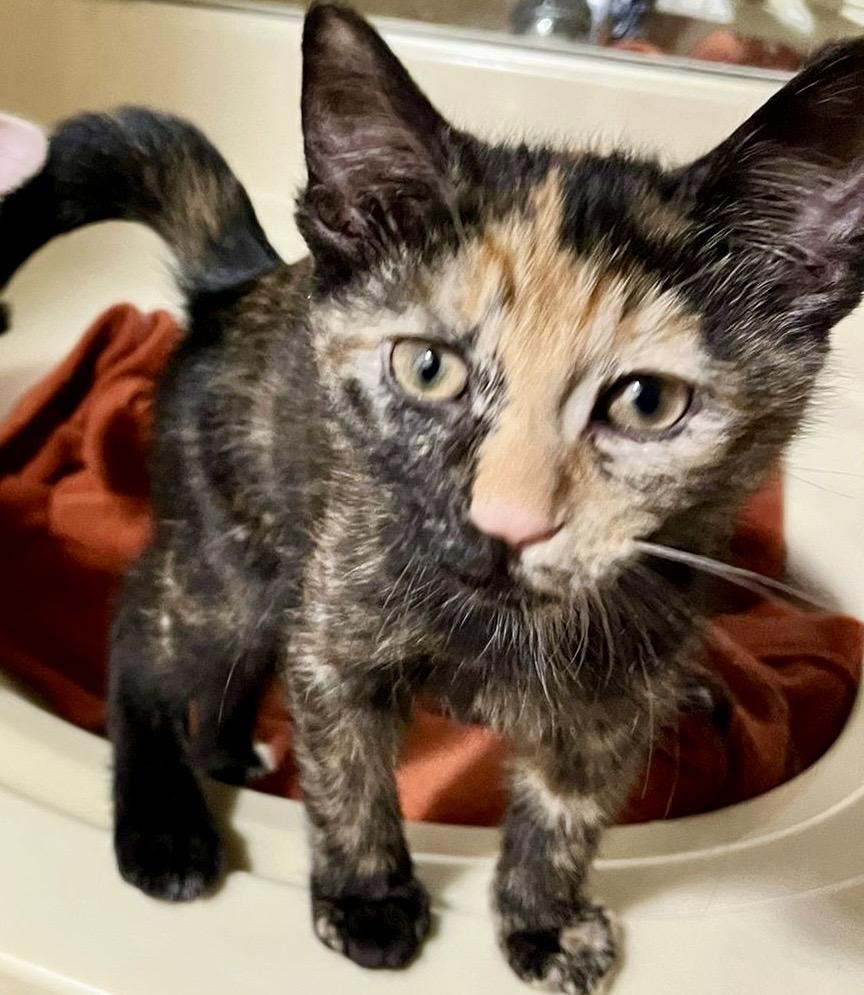 Enlarge Genevieve, a Adoptable mixed breed in Woodbridge, ON image 3/6