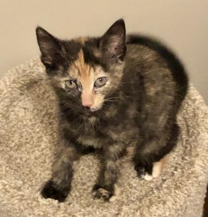 Enlarge Genevieve, a Adoptable mixed breed in Woodbridge, ON image 5/6