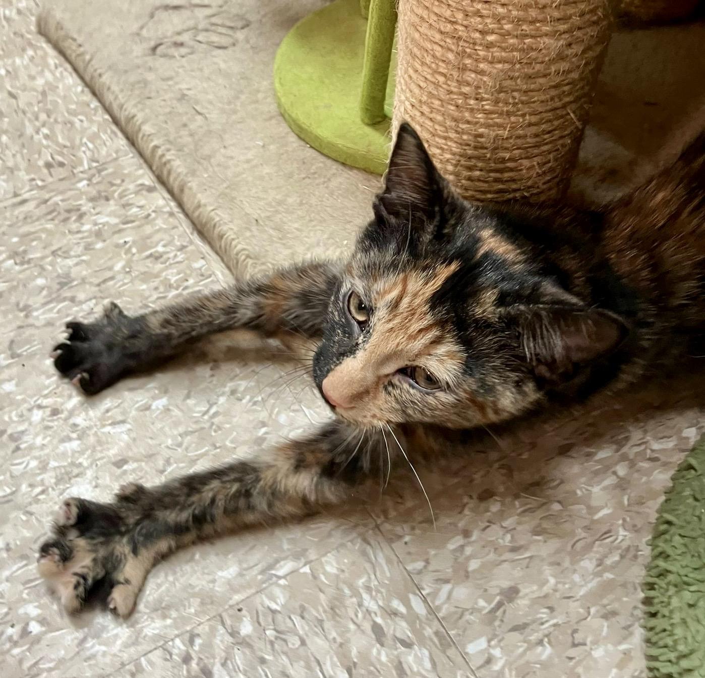 Enlarge Genevieve, a Adoptable mixed breed in Woodbridge, ON image 1/6