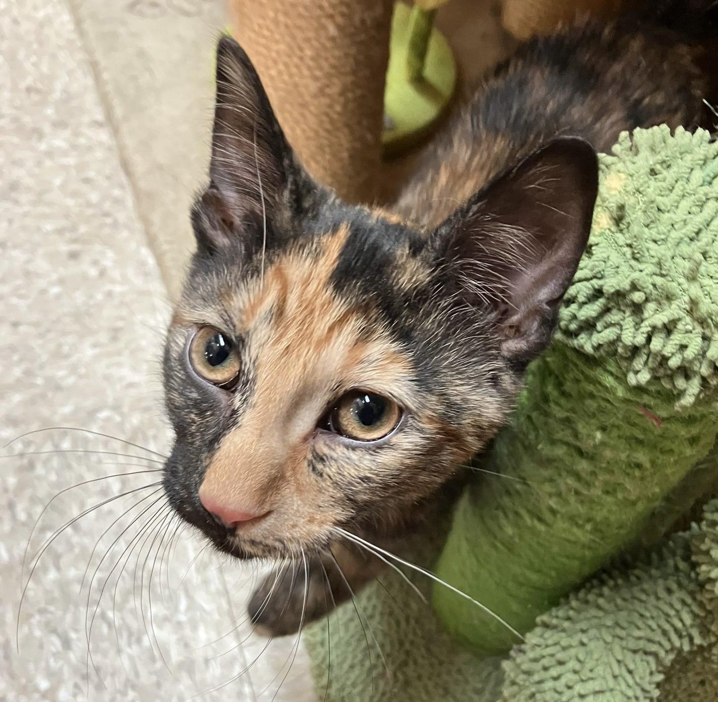 Enlarge Genevieve, a Adoptable mixed breed in Woodbridge, ON image 2/6