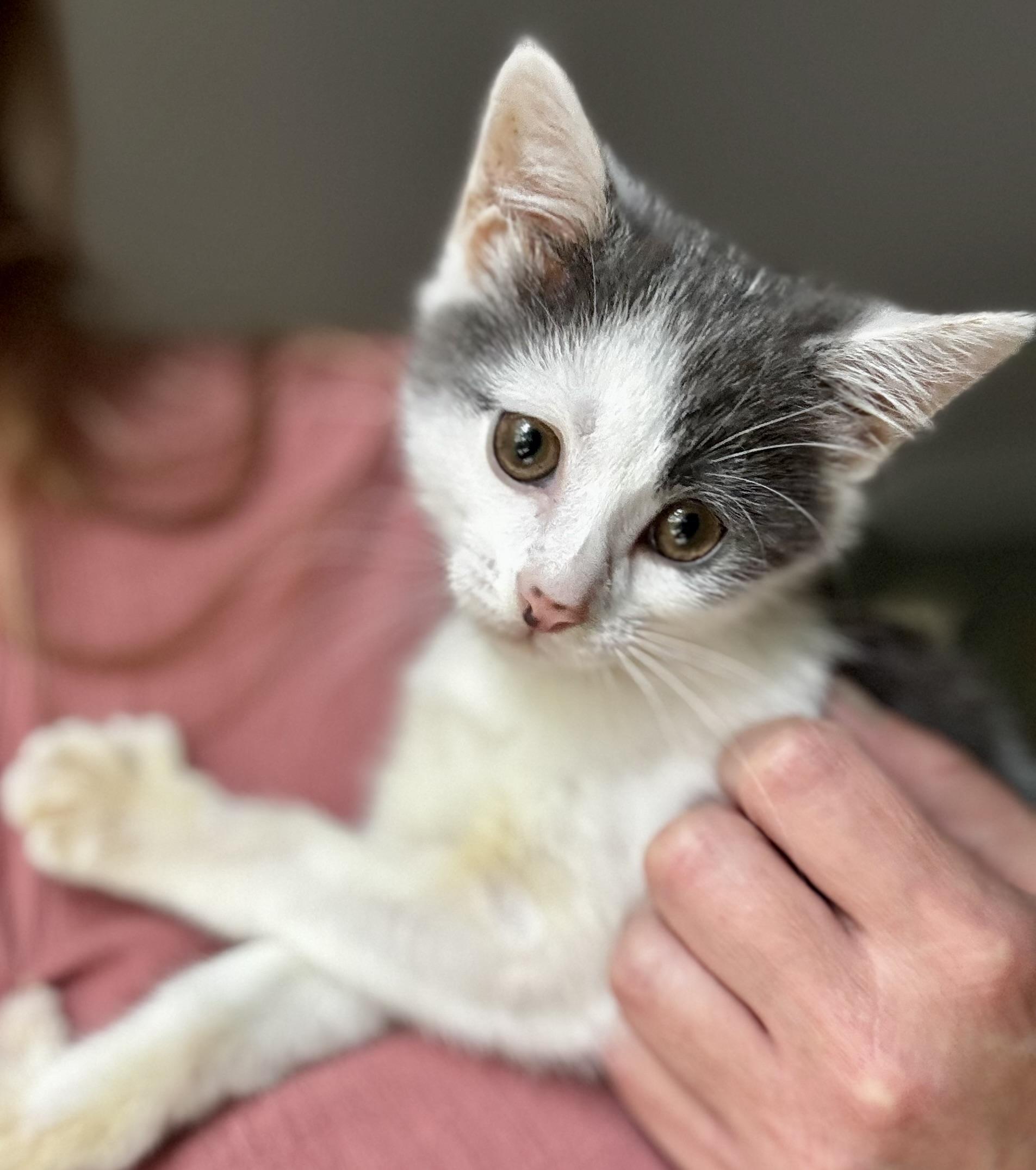 Enlarge Dippy, a ADOPTABLE mixed breed in Midlothian, VA image 5/6