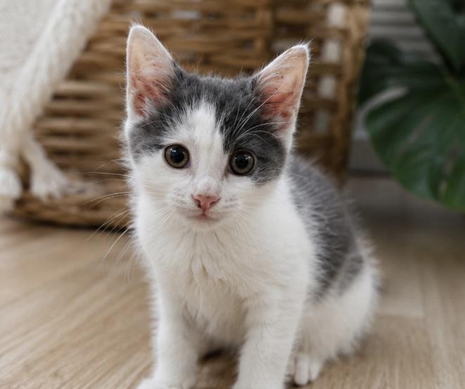 Enlarge Dippy, a ADOPTABLE mixed breed in Midlothian, VA image 4/6