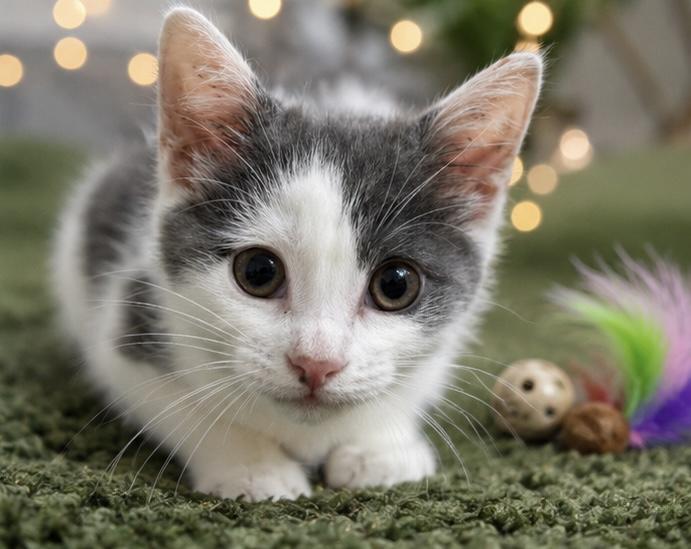 Enlarge Dippy, a ADOPTABLE mixed breed in Midlothian, VA image 1/6