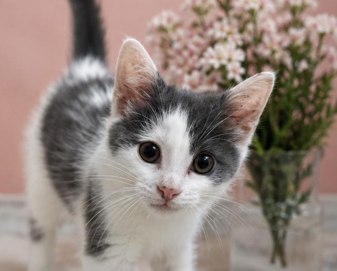 Enlarge Dippy, a ADOPTABLE mixed breed in Midlothian, VA image 6/6