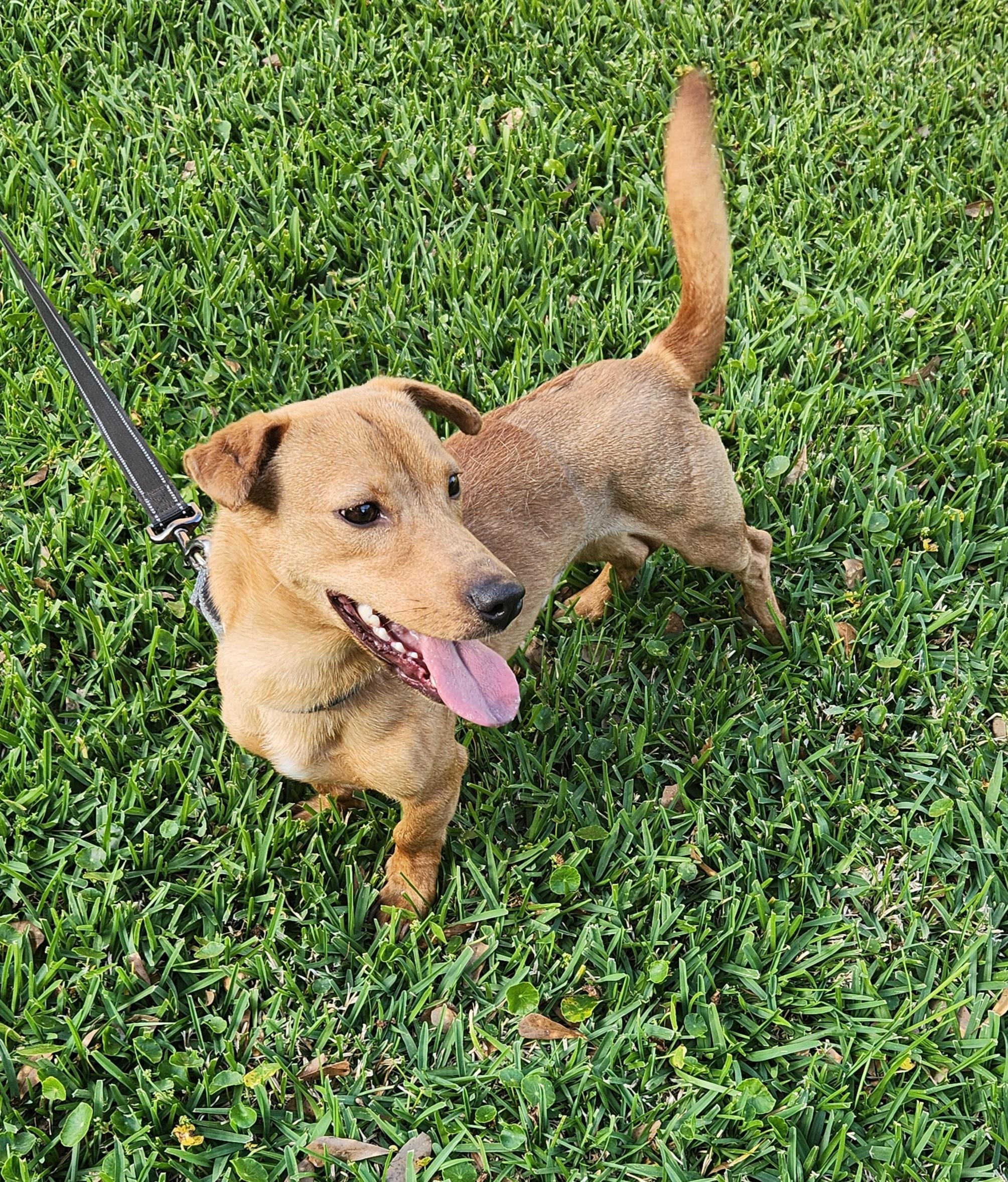 Enlarge Charlie , an adoptable Mixed Breed in Baton Rouge, LA image 4/5