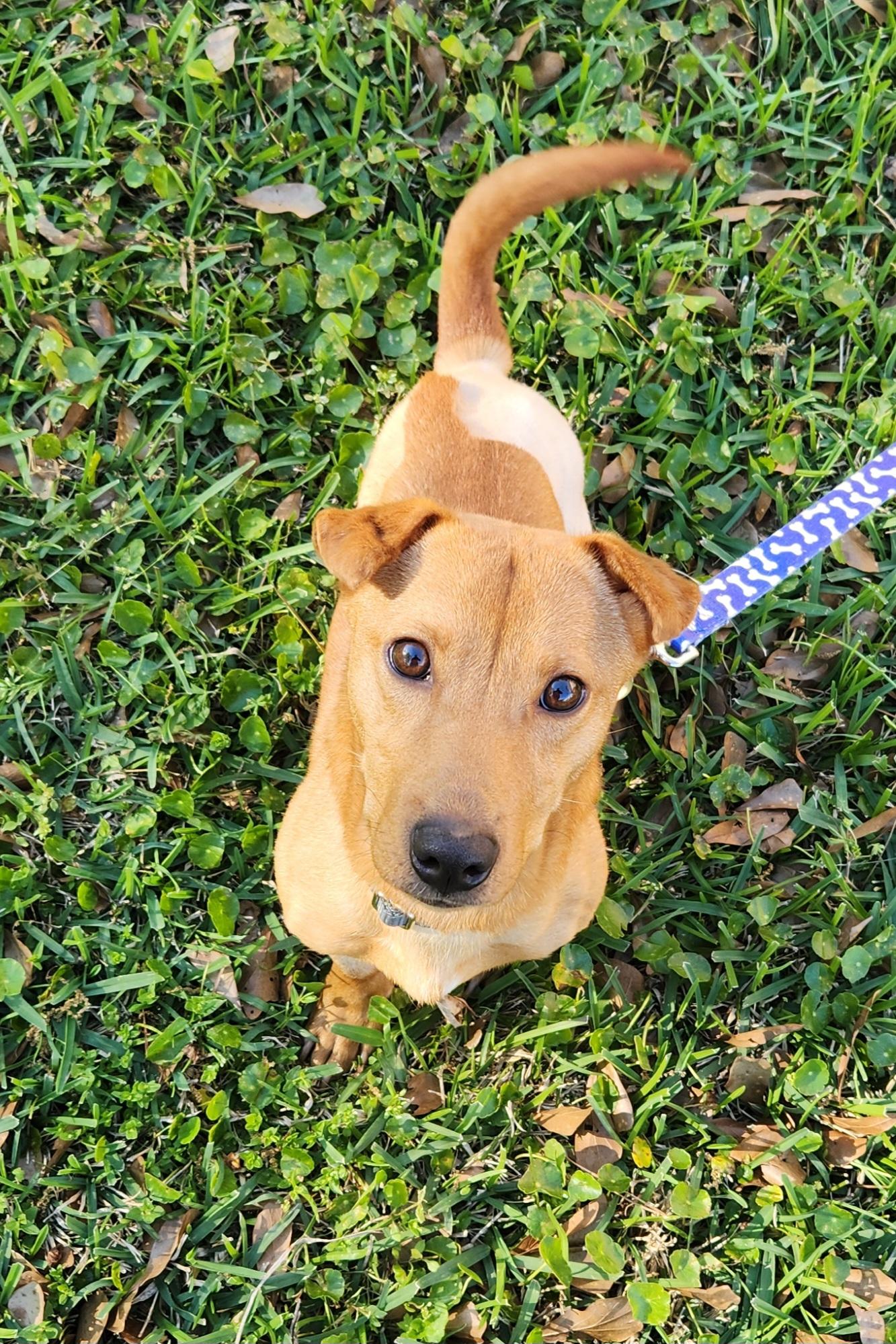 Charlie , adoptable, Young Male Mixed Breed.