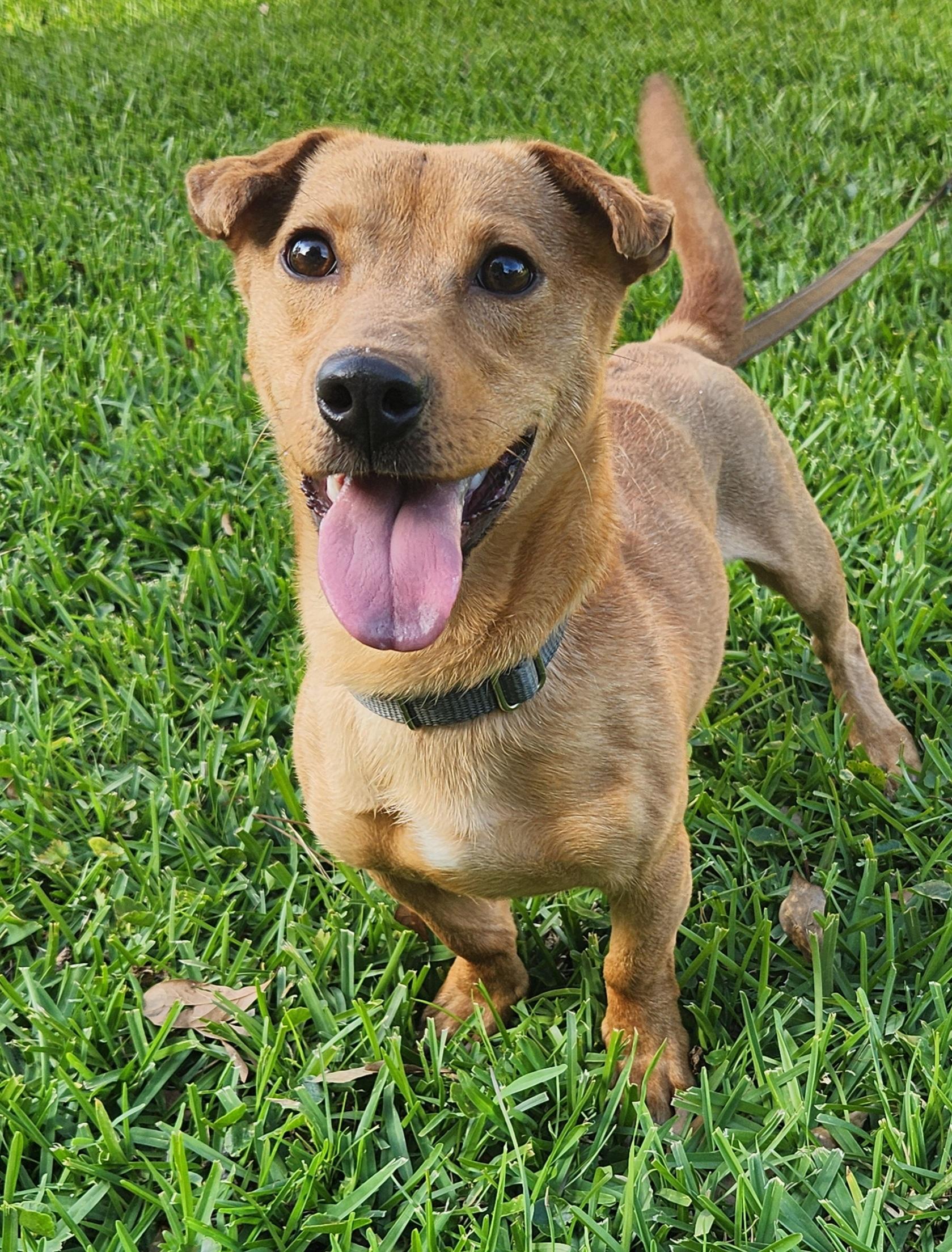 Charlie , adoptable, Young Male Mixed Breed.