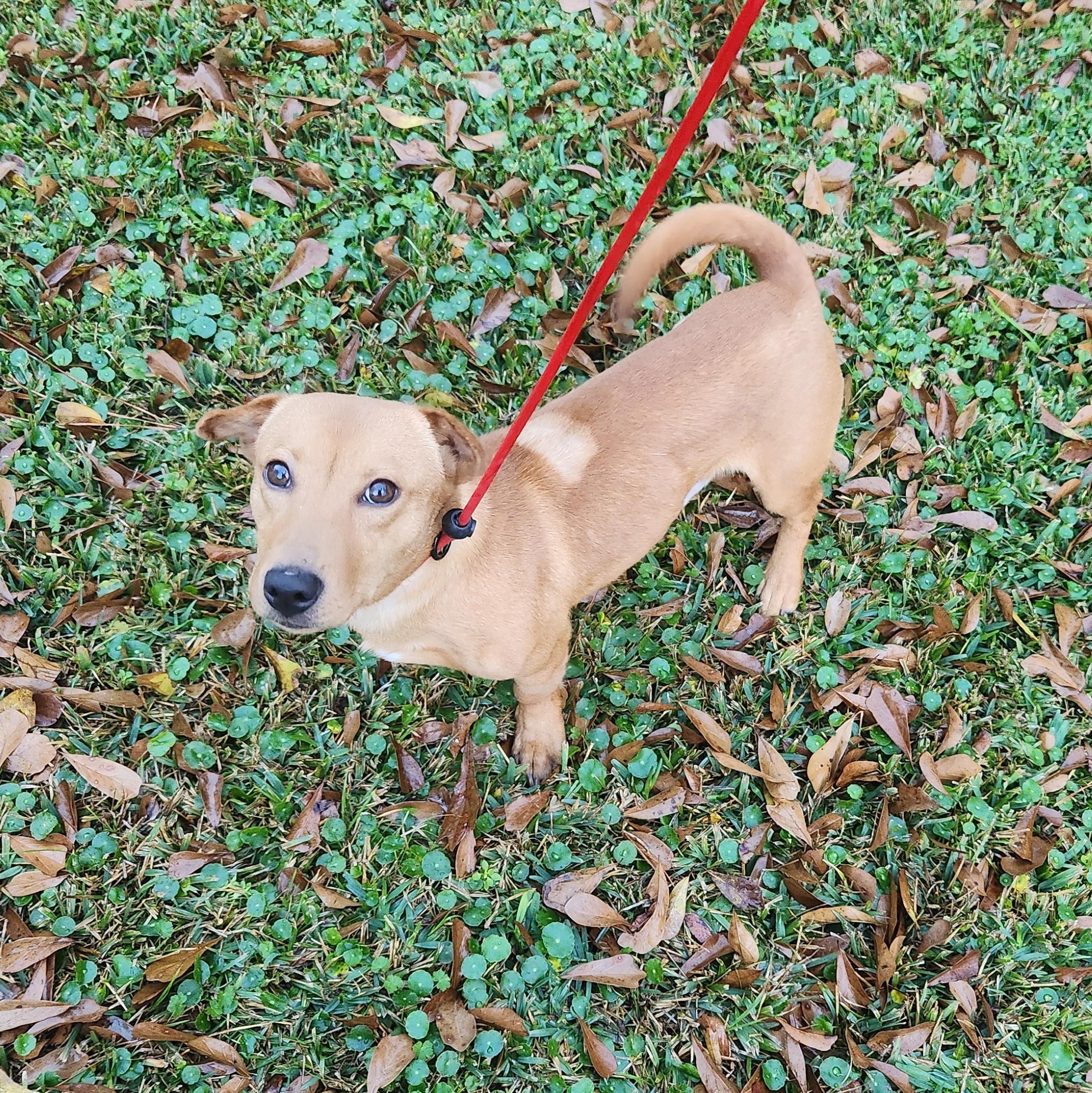 Charlie- Taking Applications Only , ADOPTABLE, Puppy Male Mixed Breed.